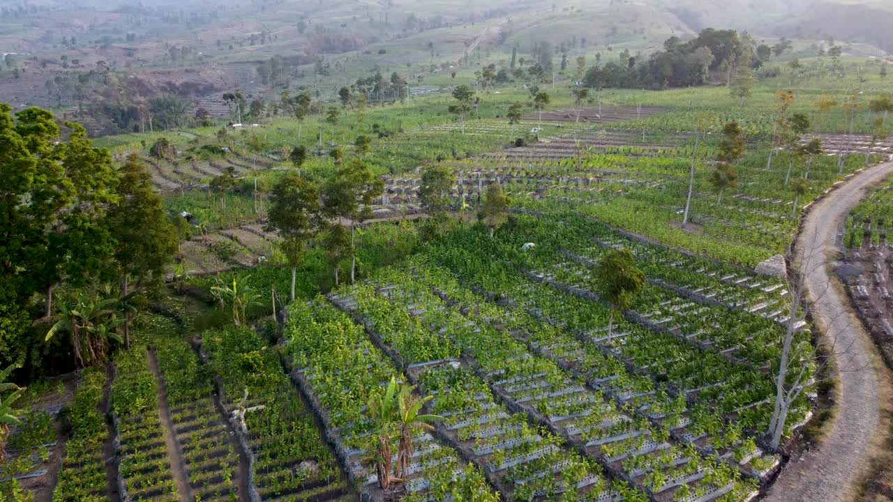 鸟瞰图为烟草种植准备的田地，非常大的烟草田地，印度尼西亚的烟草工业视频下载