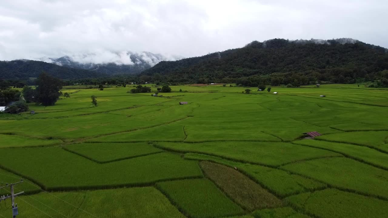 泰国绿色的稻田配山视频素材