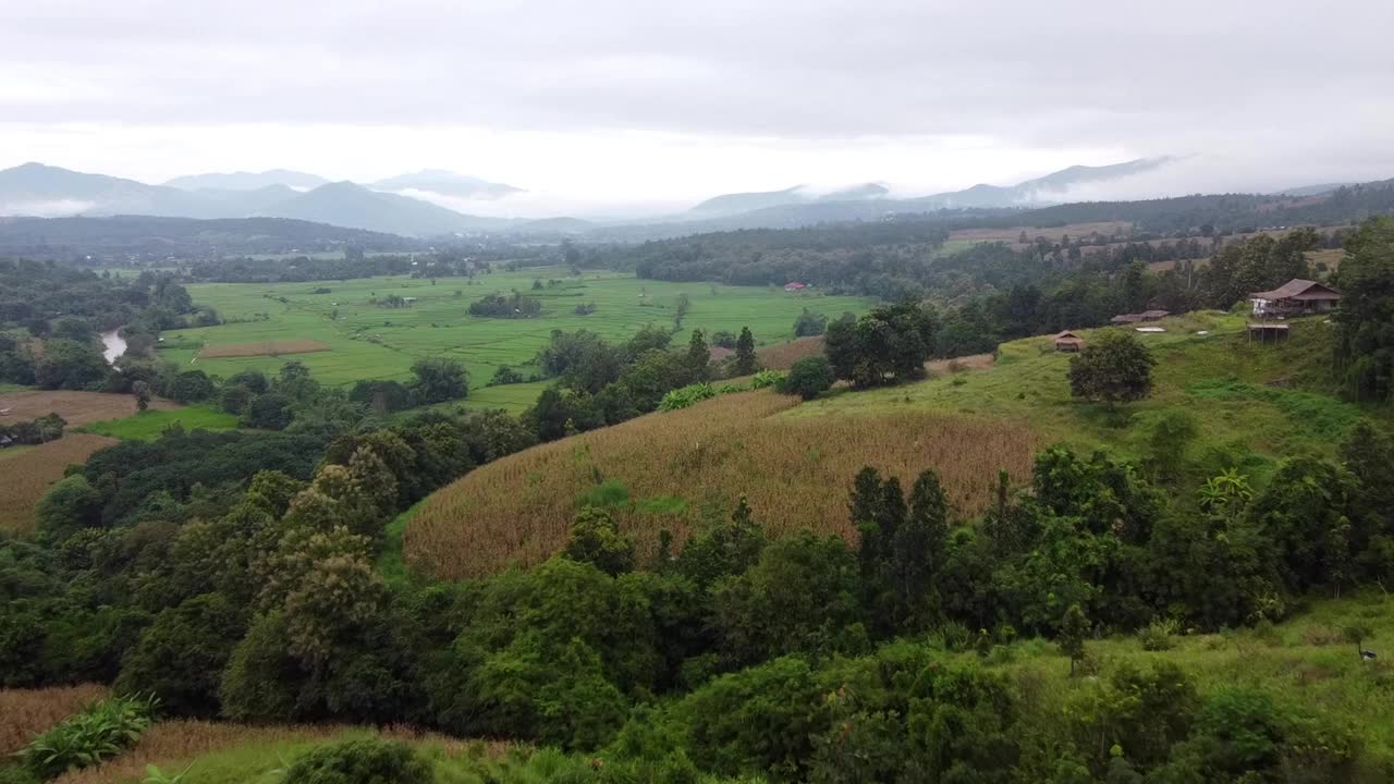 泰国绿色的稻田配山视频素材