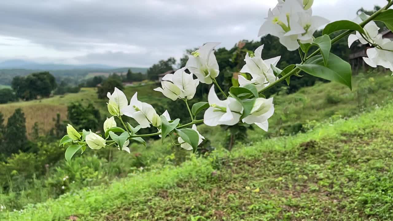 白色的花朵和微风视频下载