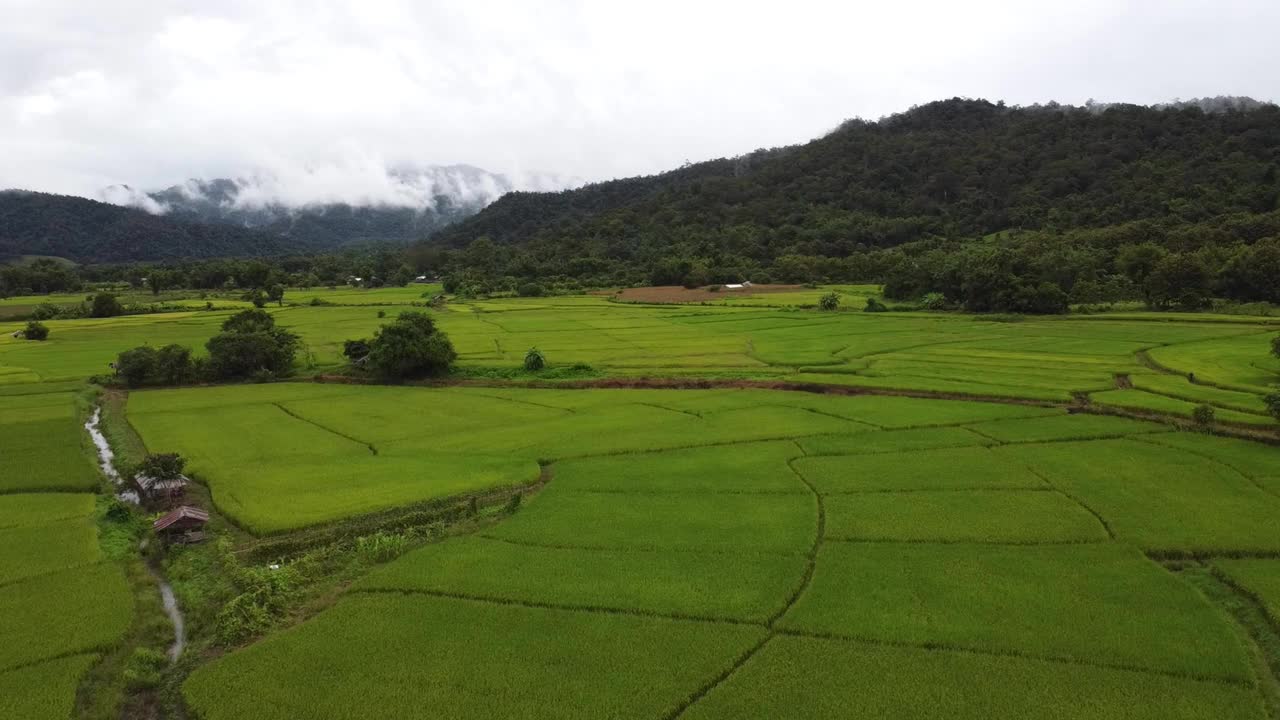 泰国绿色的稻田配山视频素材