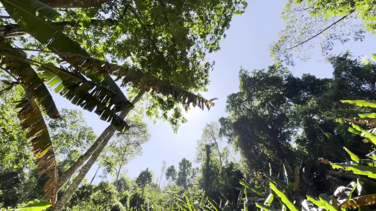 阳光透过树叶照进来视频下载