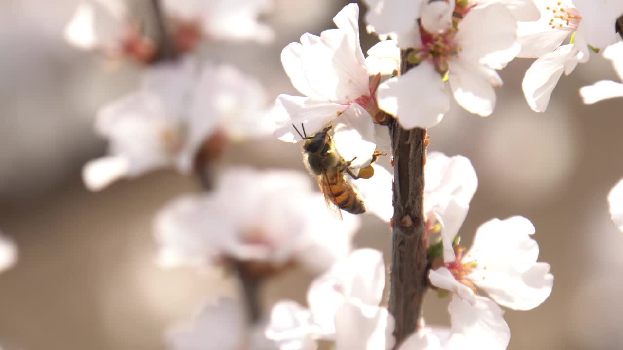 蜜蜂飞来给花蕾授粉。视频下载