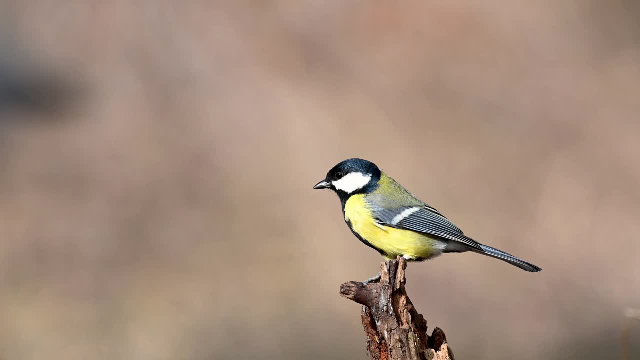 野生大山雀。Songbird视频素材