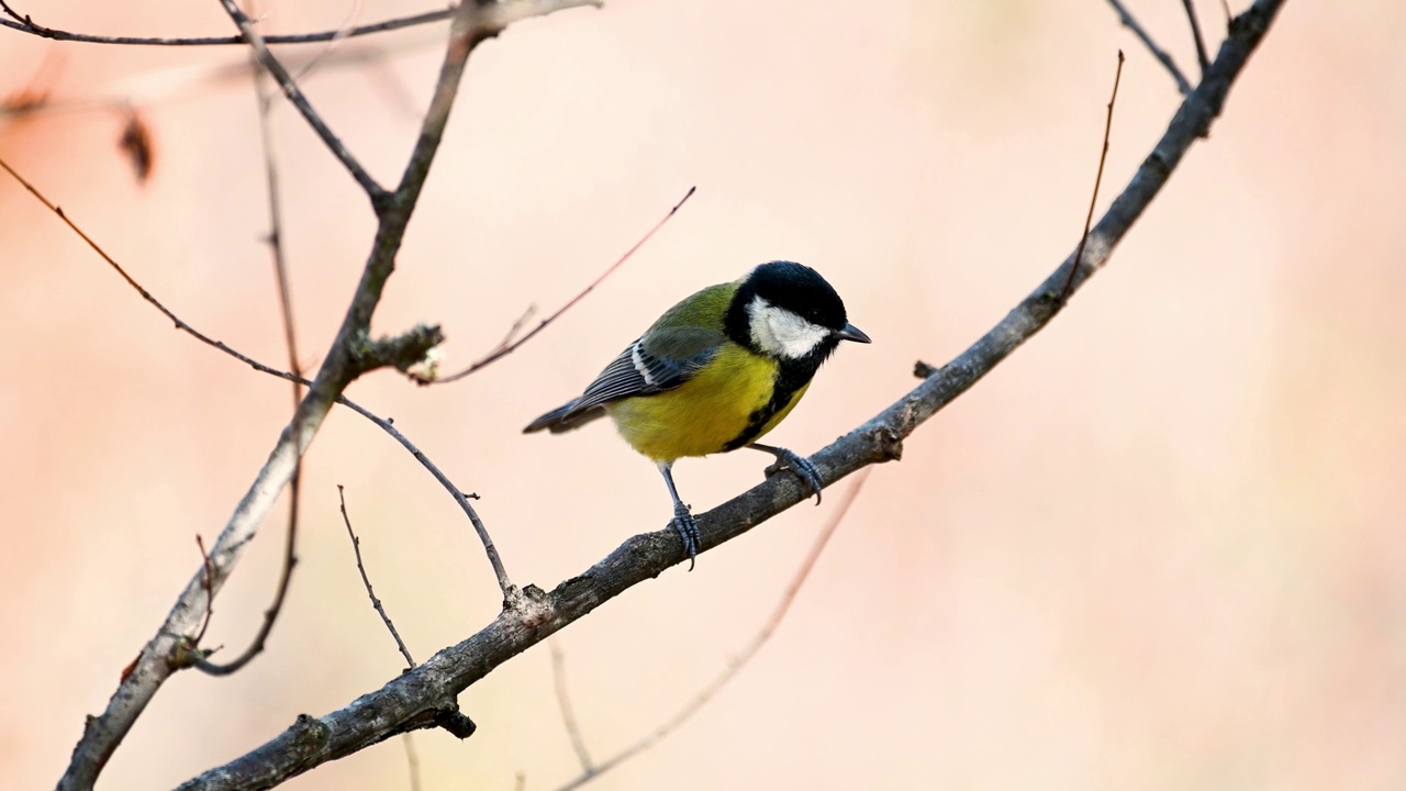 野生大山雀。Songbird视频素材