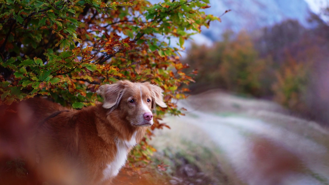 新斯科舍鸭鸣猎犬在秋天。一只专注的狗站在充满活力的落叶中视频素材