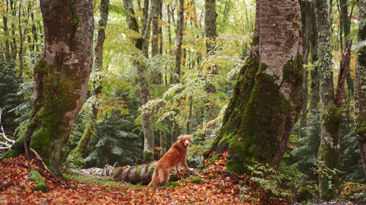 狗在森林里，新斯科舍省鸭鸣猎犬站在苔藓覆盖的原木在茂密的林地设置。视频素材