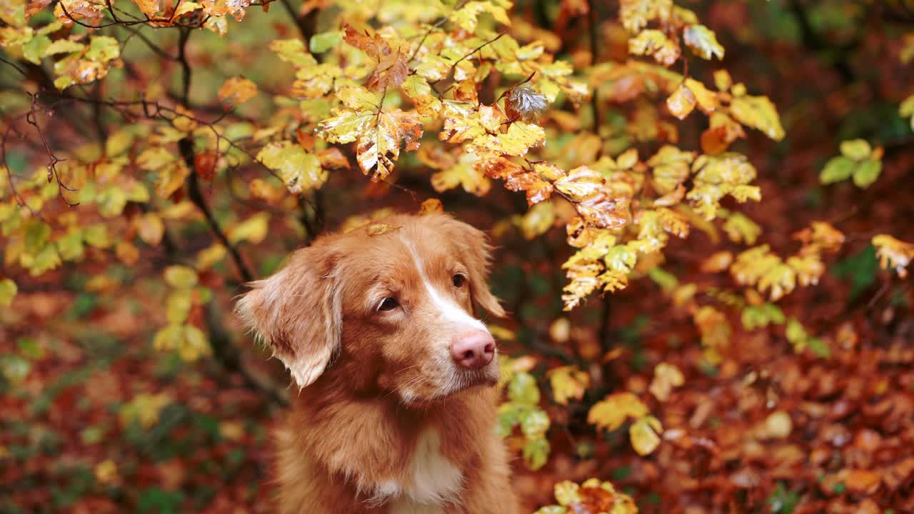 新斯科舍秋天的鸭鸣猎犬。一只狗站在生机勃勃的秋叶中视频素材