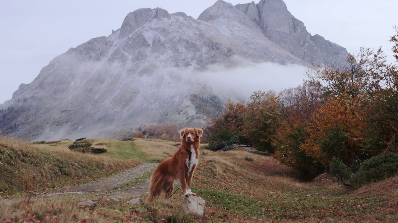 新斯科舍省鸭鸣猎犬站在雾蒙蒙的山间，凝视着远方视频素材