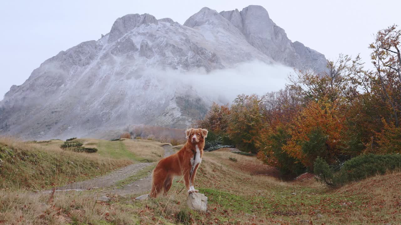 新斯科舍省鸭鸣猎犬站在雾蒙蒙的山间，凝视着远方视频素材