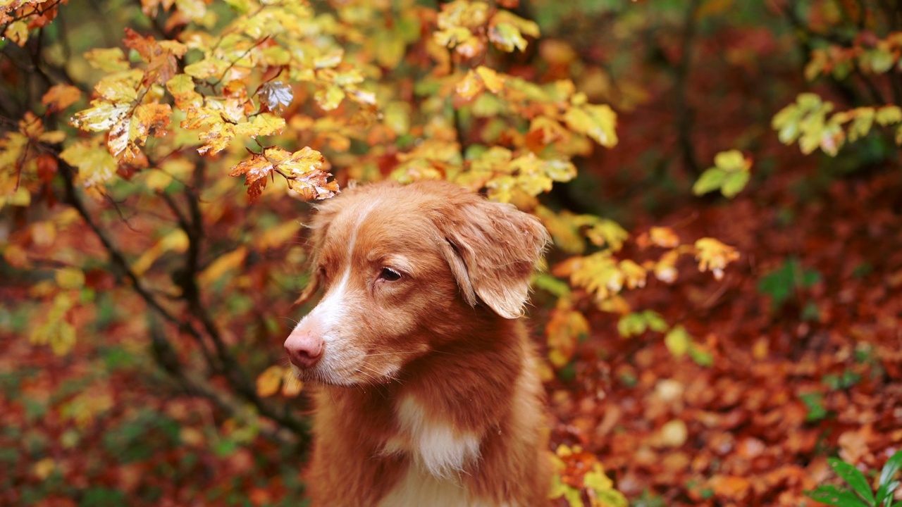 新斯科舍秋天的鸭鸣猎犬。一只狗站在生机勃勃的秋叶中视频素材