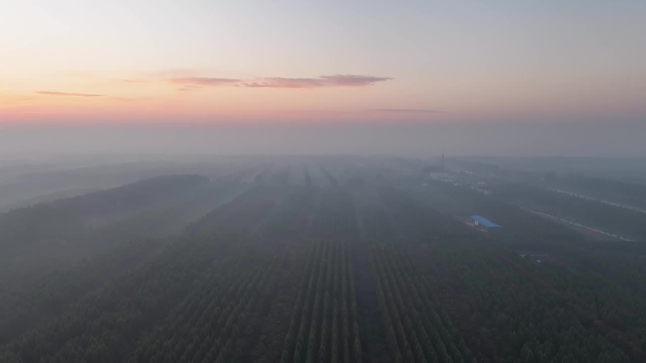 日出时森林的鸟瞰图视频素材