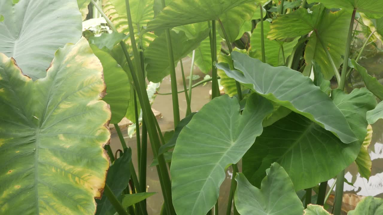 夏天象耳叶树表面水滴纹理近景热带景观夏季绿地植物视频素材