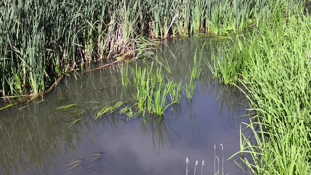 泥泞的沼泽水和夏季的植物视频素材