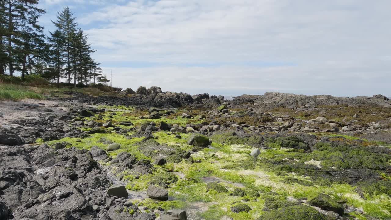 太平洋西海岸岩石海岸上的树木和崎岖的岩石。视频素材