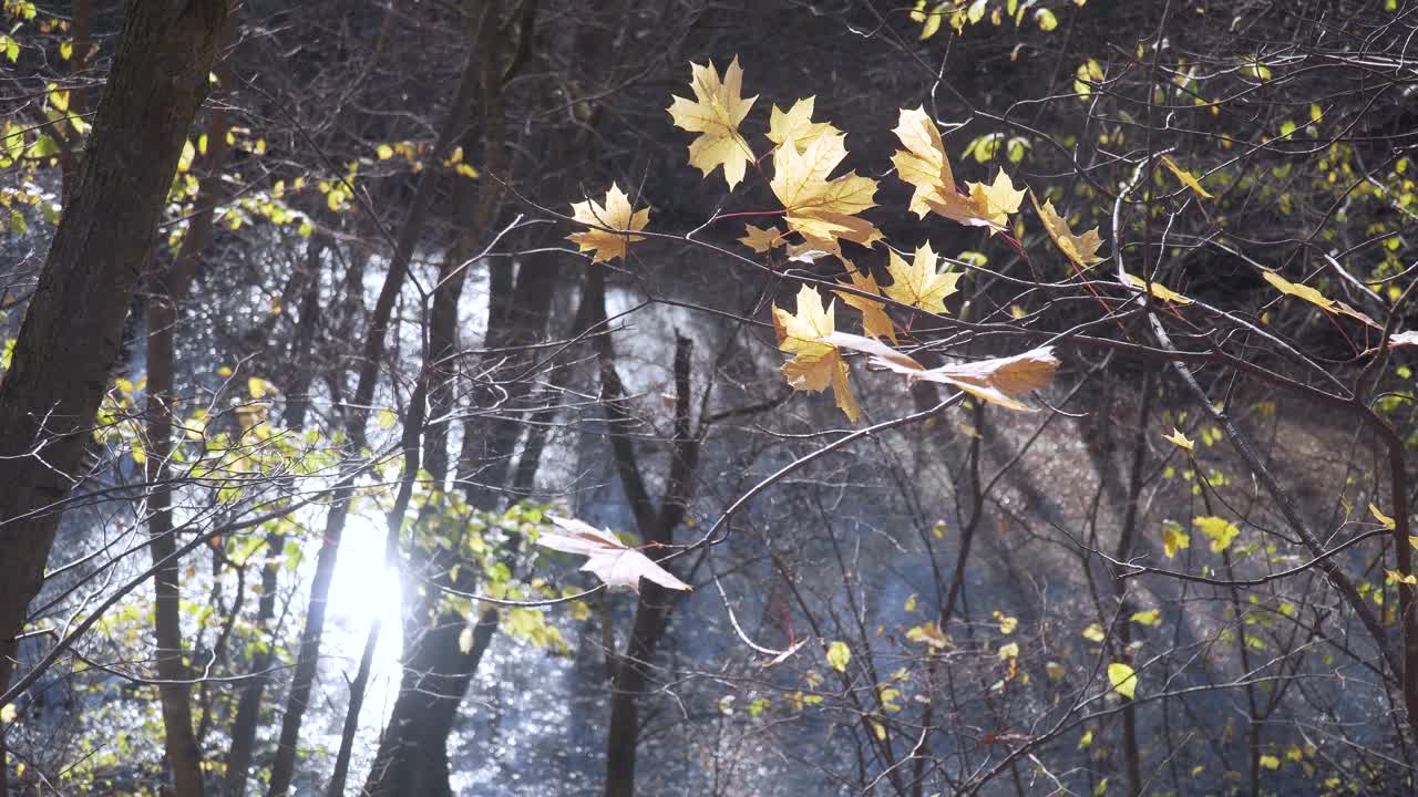 秋天的黄枫叶在风中摇曳。蓝色的湖在背景中视频下载