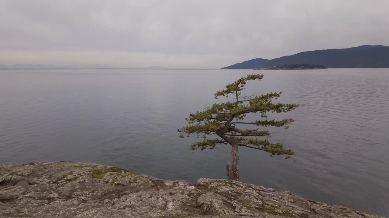 绿树在岩石海岸的西海岸，太平洋。视频素材