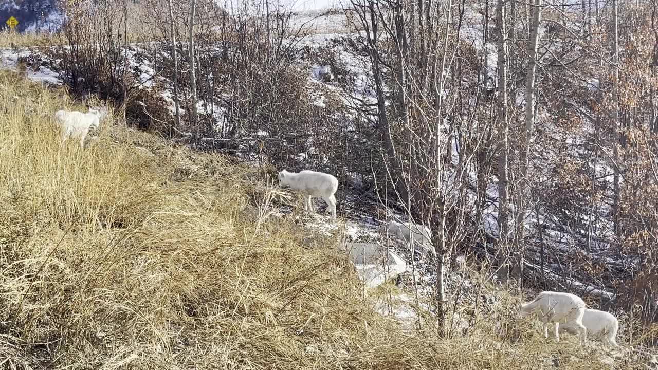 阿拉斯加州内陆的大羊在秋末初冬，地上有雪视频下载