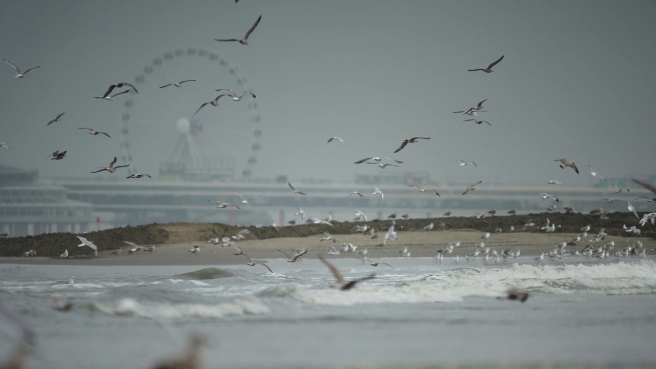 海鸥在斯海弗宁根海岸线上缓慢飞行，背景是码头天景视频素材