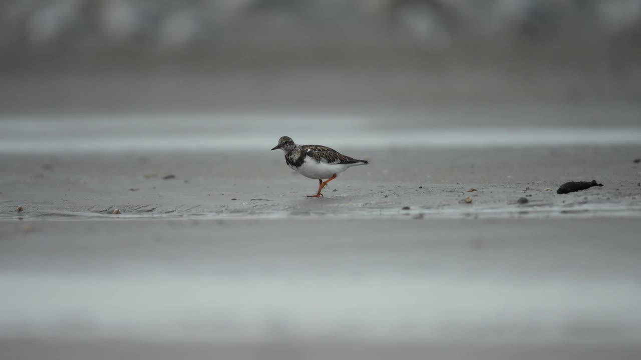 红润的Turnstone Arenaria解释了潮间带软体动物的觅食视频素材