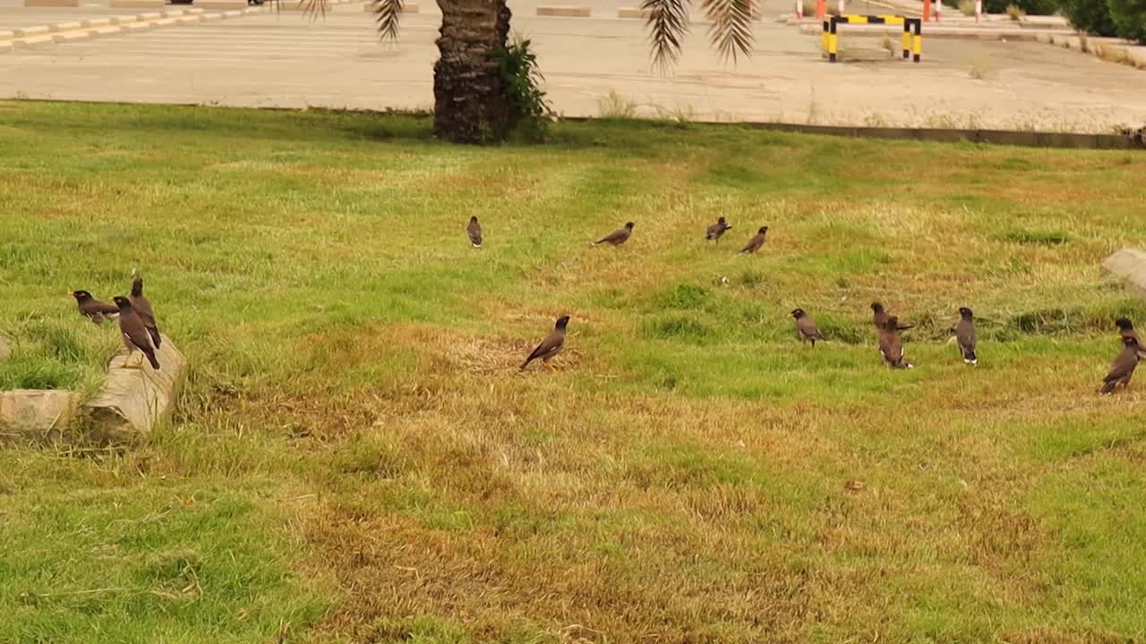 沙特吉达阿卜杜勒阿齐兹国王大学的八哥鸟。这种鸟被认为是入侵物种。沙特阿拉伯阿拉伯海湾城市中的鸟类。城市野生动物。聪明的鸟。视频下载