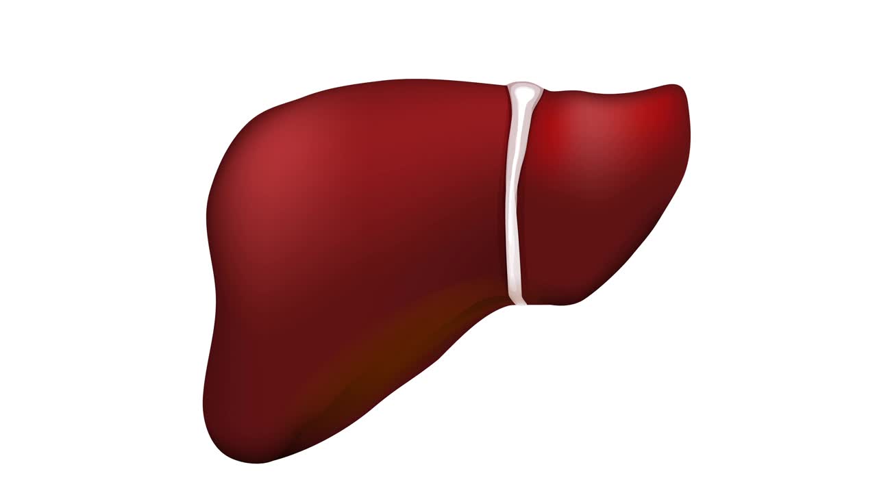 肝脏疾病视频下载