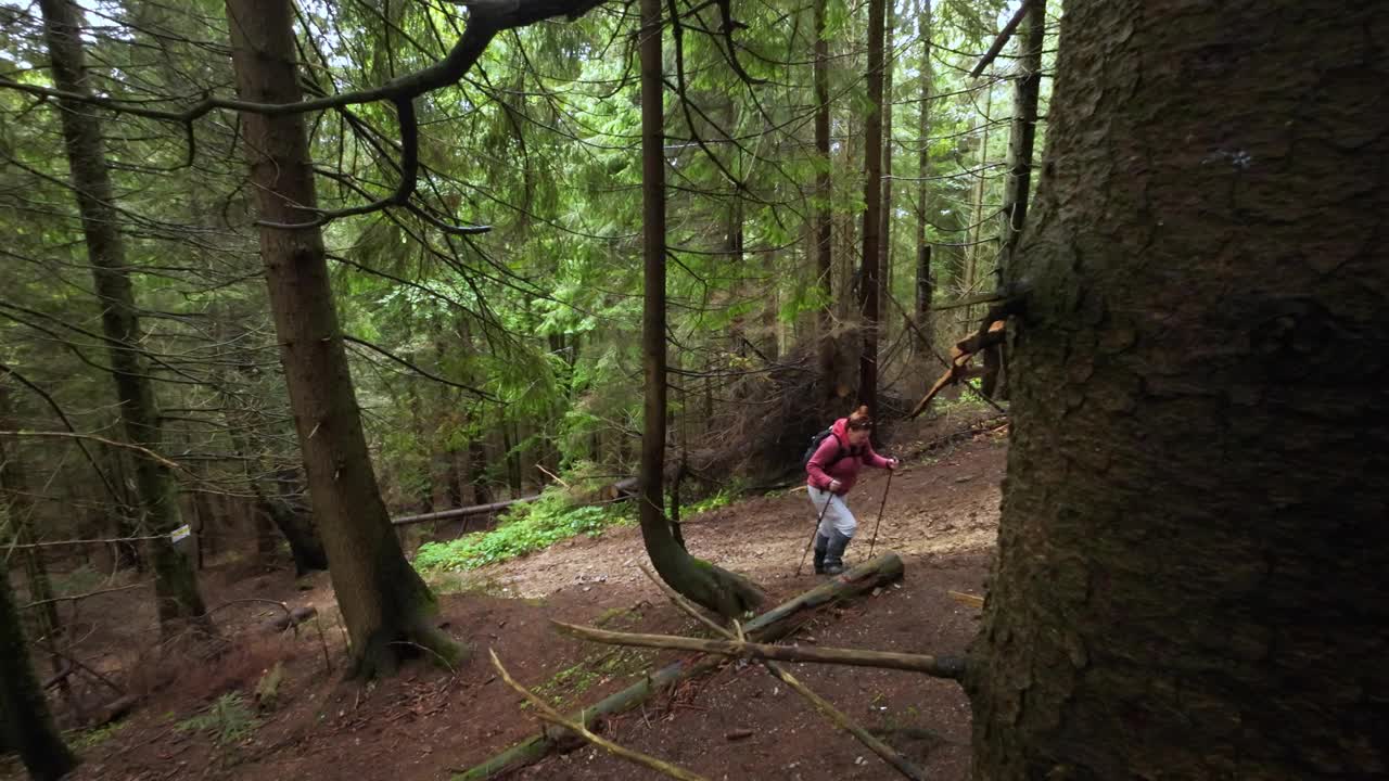 一位妇女拿着登山杖在森林里爬山。视频素材