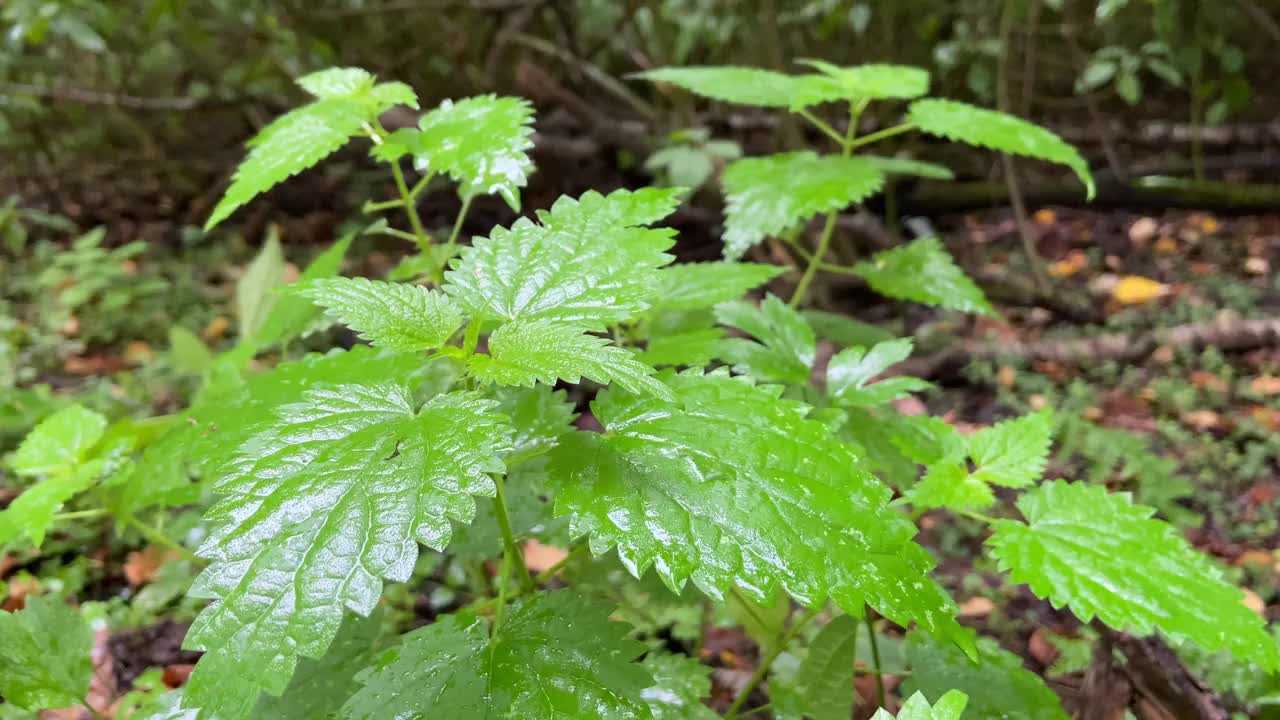 森林里新鲜的天然草药。视频素材