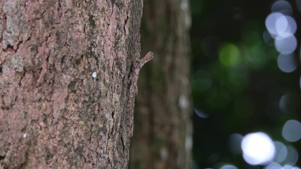 泰国，在森林深处，当它看着另一棵被强风吹动的树时，它的头伸出来视频素材