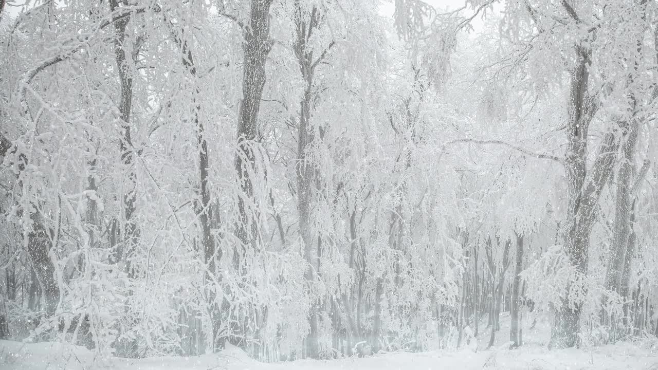 大雪天的雪林-冬季仙境视频素材