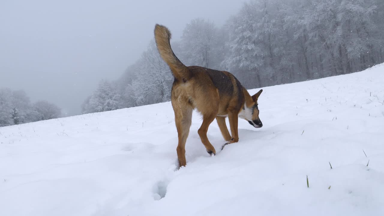 特写:一只棕色的混血狗正忙着在雪地上嗅来嗅去视频素材