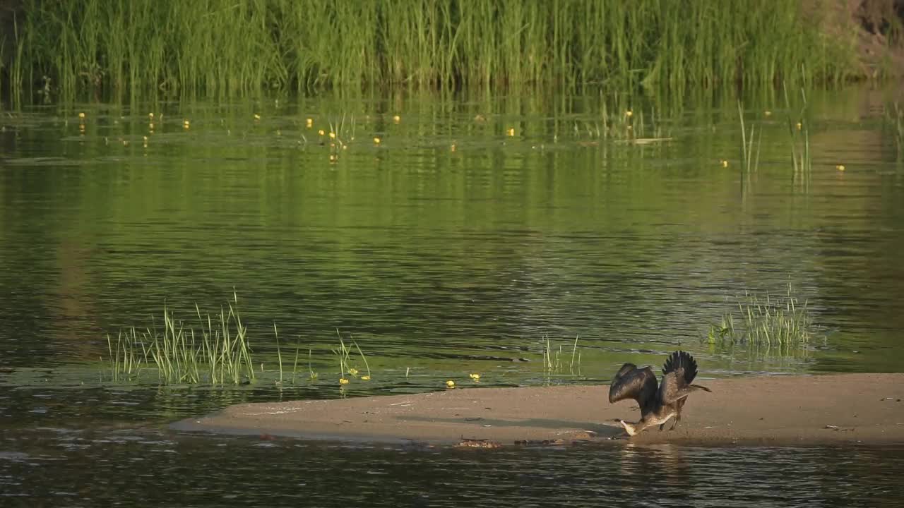 大鸬鹚Phalacrocorax Carbo，被称为黑毛或卡瓦乌。大鸬鹚在河岸上唱歌并清洁翅膀。神奇的欧洲鸟类。大黑鸬鹚或大鸬鹚视频素材