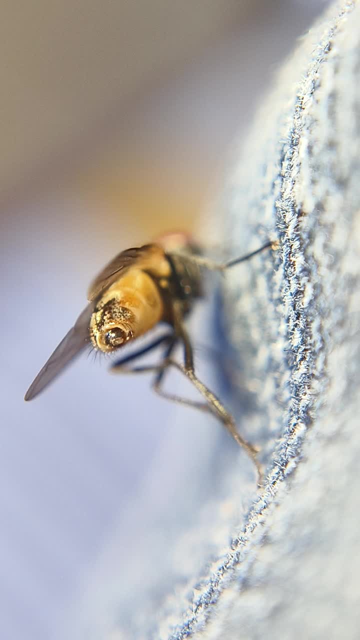 蜜蜂(家蝇)视频素材