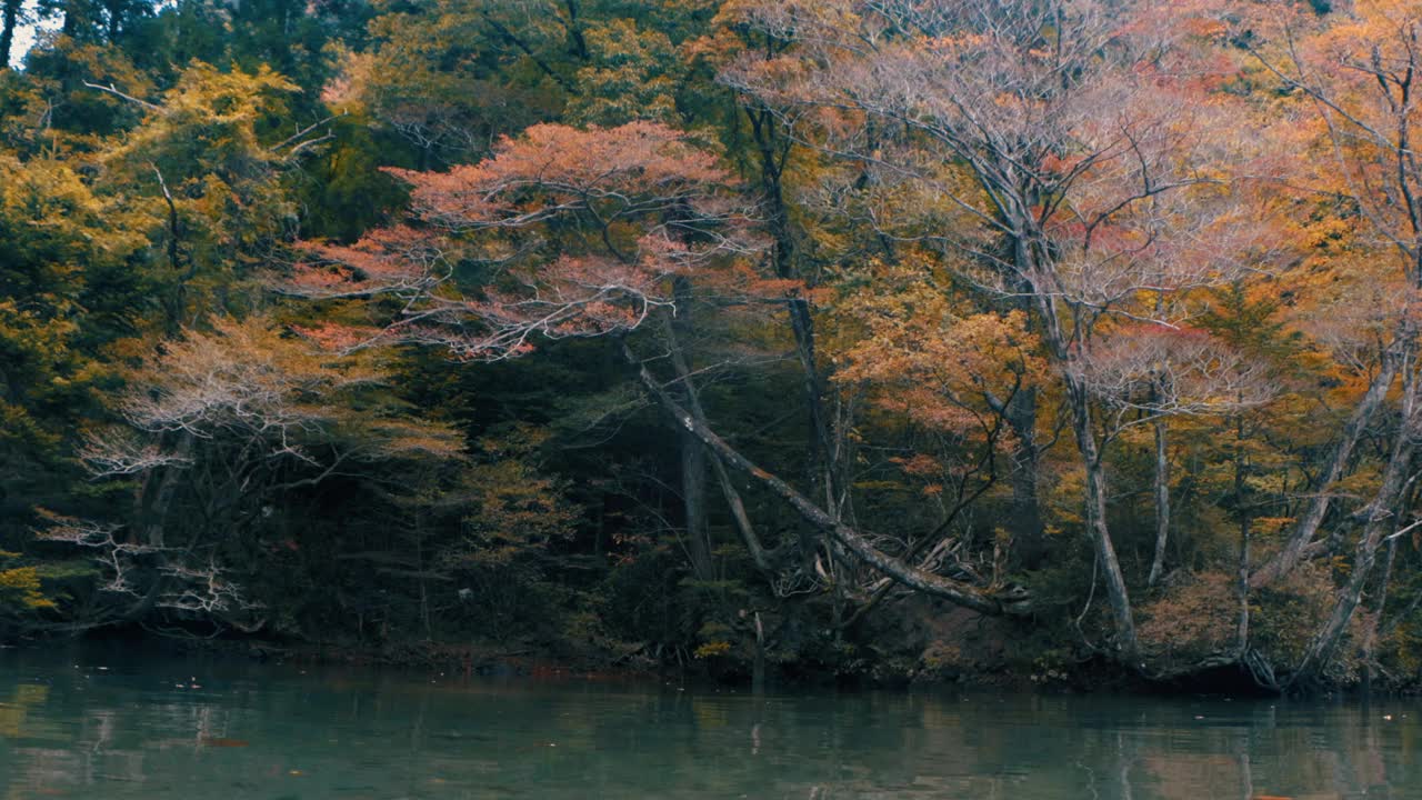 秋天的风景有树木和树叶视频素材