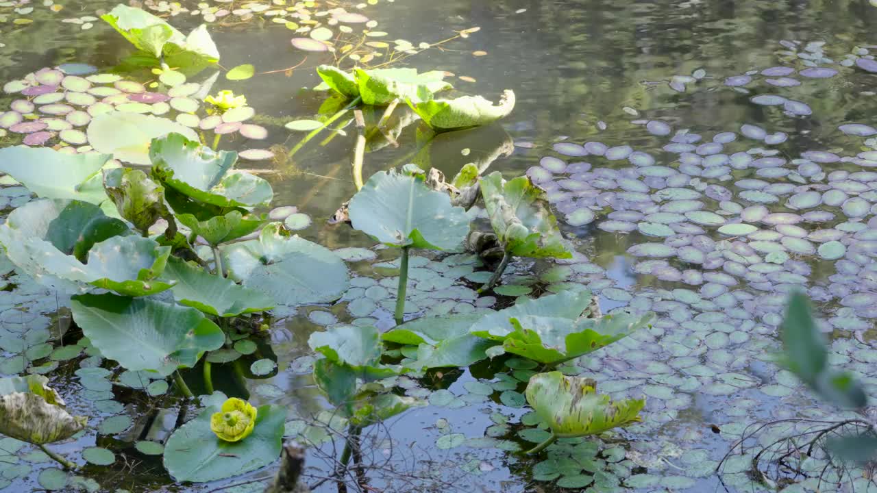 芦苇草和睡莲在风中摇曳视频下载