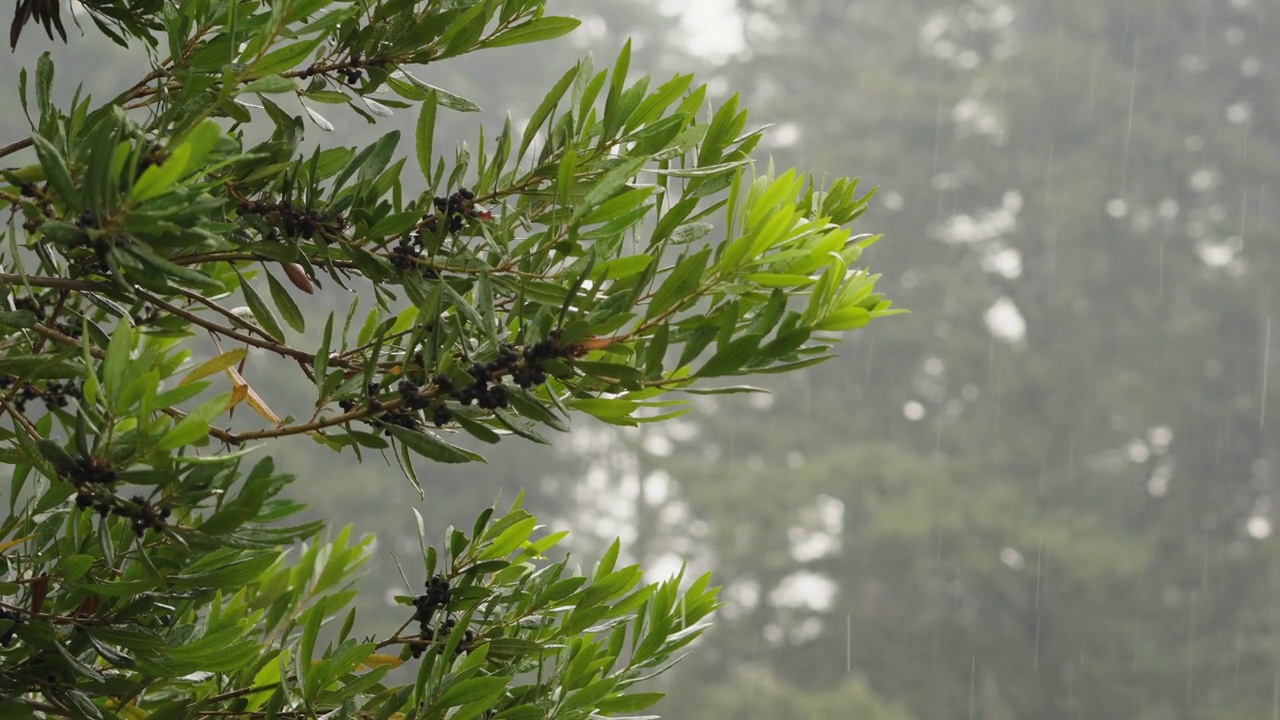 暴雨袭击了俄勒冈州的黑莓视频下载