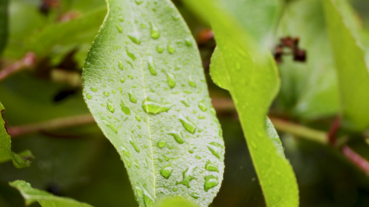 雨点落在蜡状的树叶上视频下载