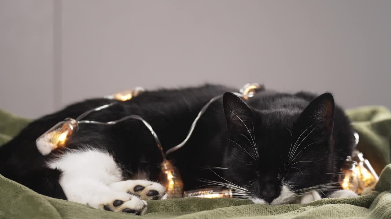 黑色严肃的猫等待新年聚会。可爱的圣诞小猫与照明花环视频素材