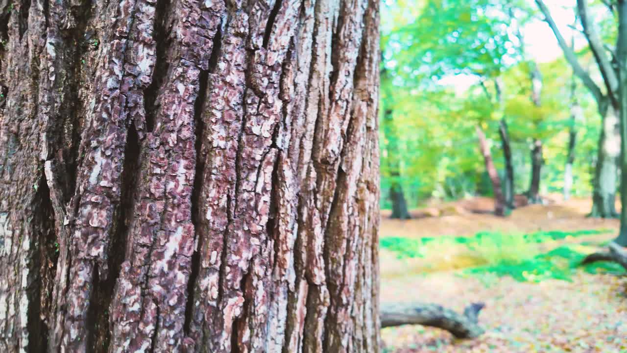 秋天森林里的慢镜头视频素材