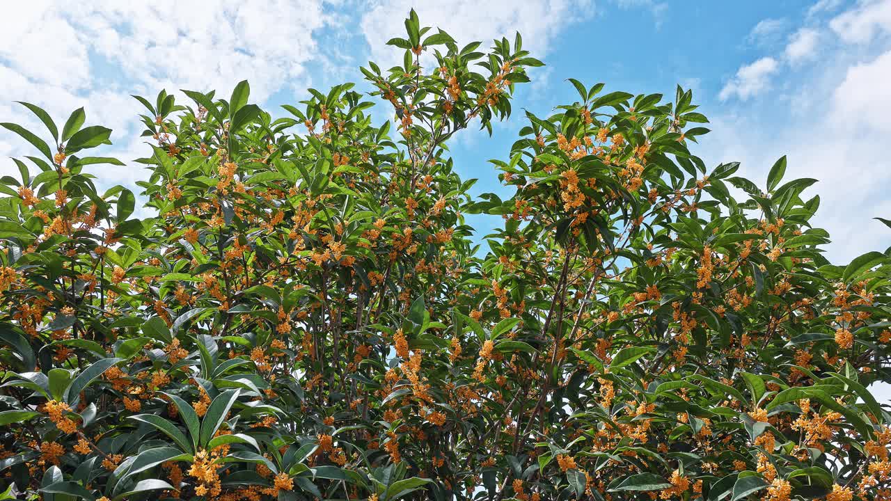 树上盛开的桂花在风中摇曳视频素材