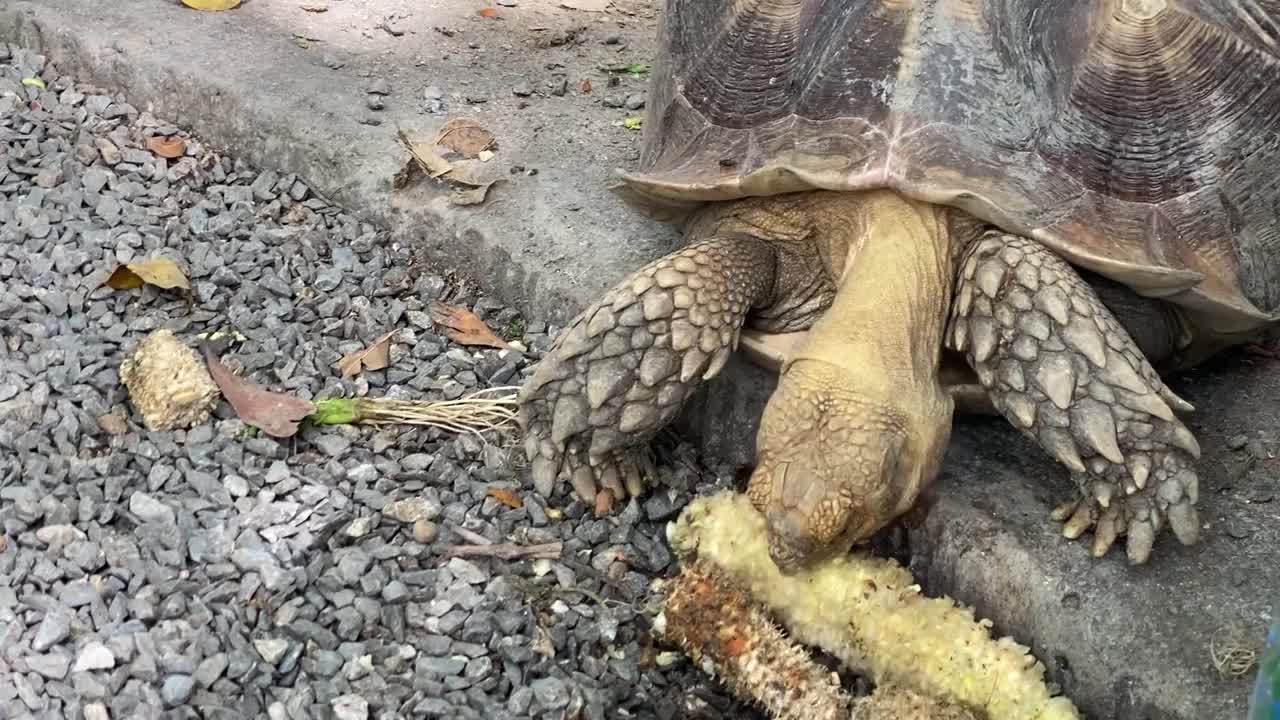 乌龟吃玉米的特写视频素材