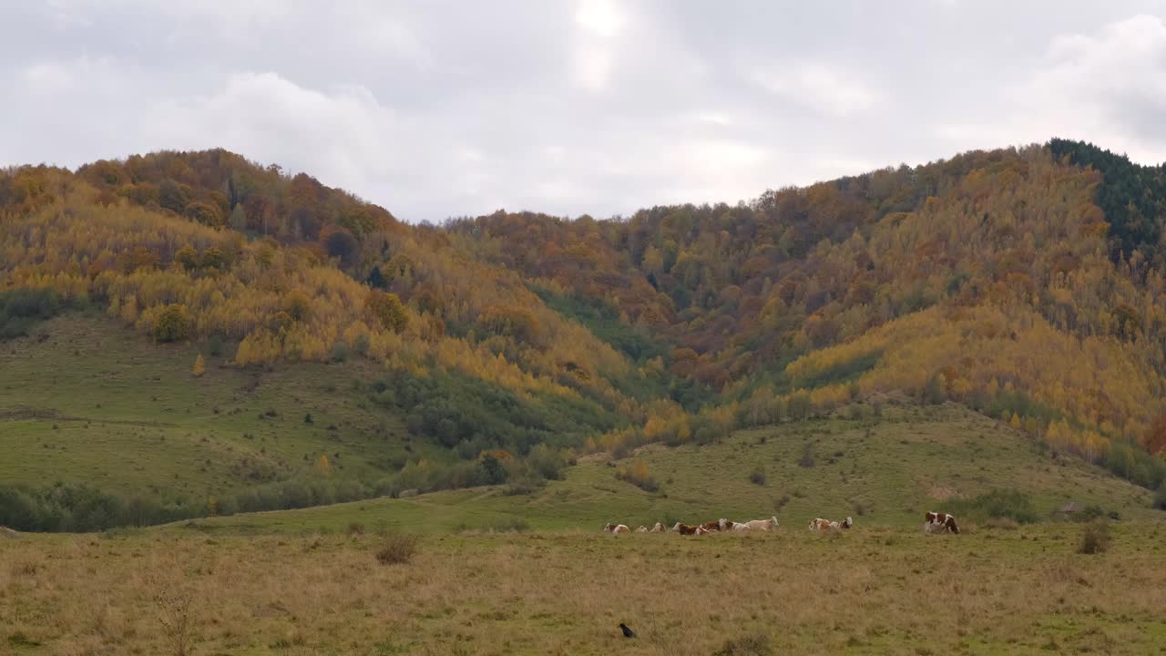 秋高气爽，牛群在乡间吃草视频素材