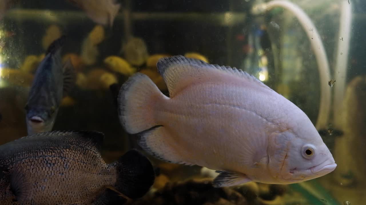 有鱼的水族馆视频素材