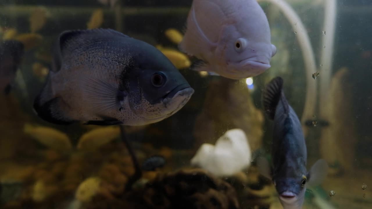 有鱼的水族馆视频素材