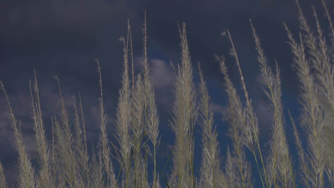 芦苇草花视频素材