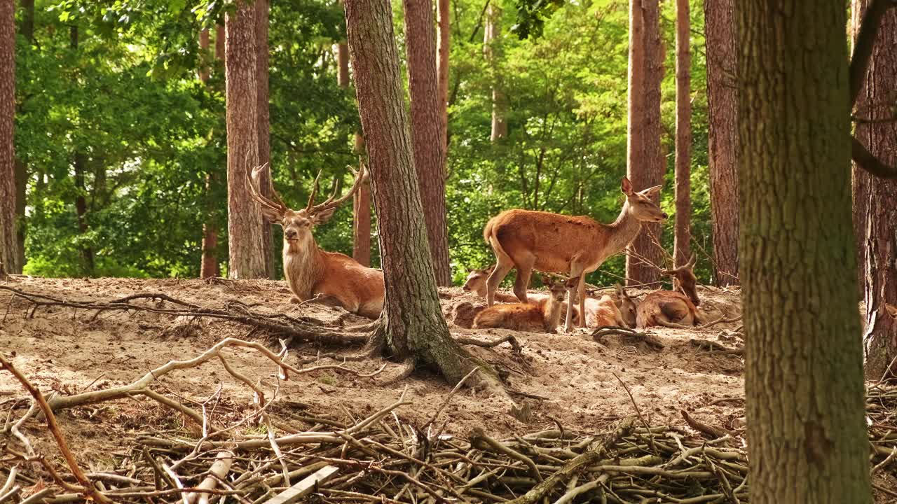 林中的野鹿家族。鹿躺在山上视频下载