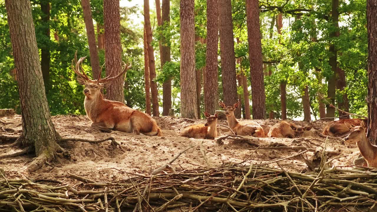 林中的野鹿家族。鹿躺在山上视频下载