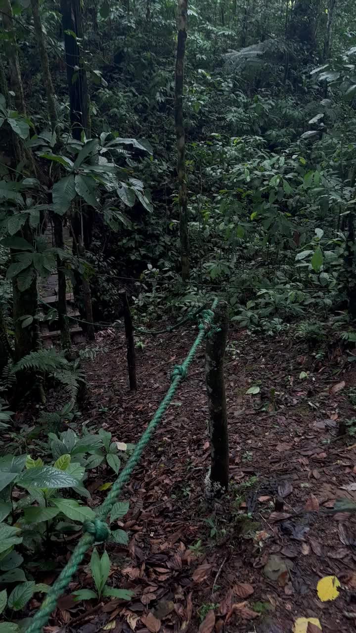 瀑布和自然丛林小径视频下载
