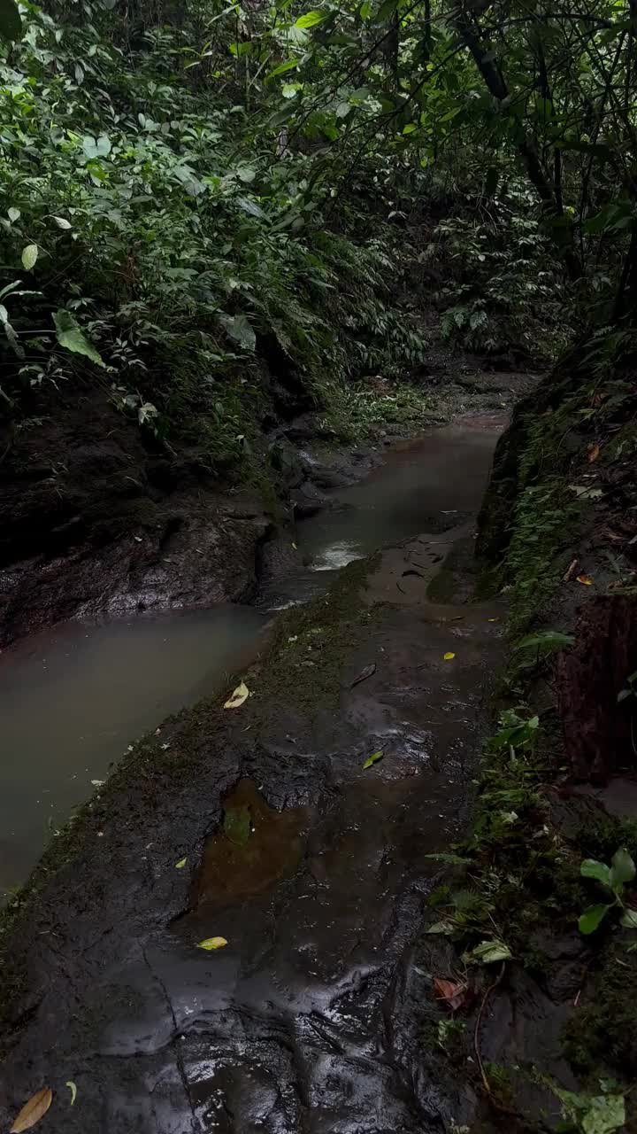 瀑布和自然丛林小径视频下载