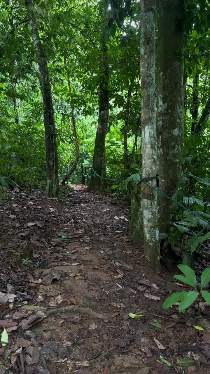 瀑布和自然丛林小径视频素材